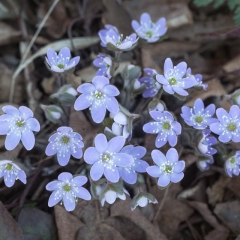Hepatica Group - Apr 24 - Ridgeview Trail Osceola Loop - Terry Butler
