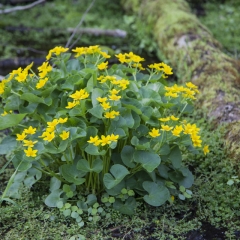 Marsh Marigold - May 3 - Trout Brook Rd - Terry Butler