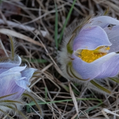 Pasque Flowers-1 - Apr 22 - New RIchmond - Richard Hudson