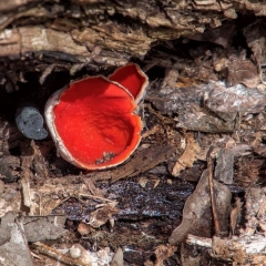 Scarlet Elf Cap - Apr 16 - Osceola Loop Ridgeview TraIl- Mike Chrun