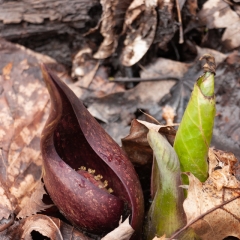 Skunk Cabbage -April 15 - Riverside Trail William O'Brien SP - Ginny Gaynor