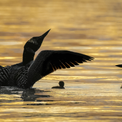 Assignment - Loon Family at Sunset - Marianne Diericks