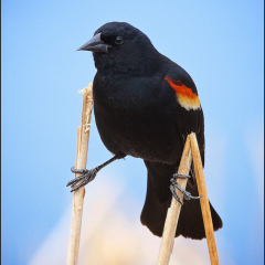 Nature - Red-Winged Blackbird - Don Specht