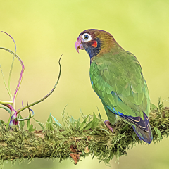 Merit Altered Reality - Brown-Hooded Parrot - Melissa Anderson