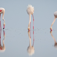 Assignment - The Three Flamingos - Diane Herman