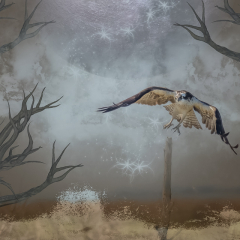Creative - Hogwart's Osprey - Melissa Anderson
