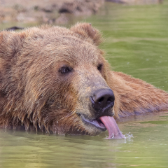 Pictorial - Thirsty Grizzly - Don Specht