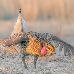 4.Sharp-tailed Grouse mating display