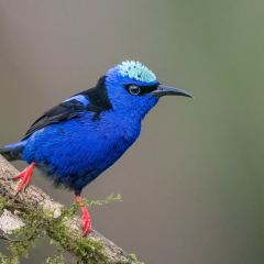 Merit Nature - Red Legged Honeycreeper - Melissa Anderson