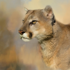 03 Cougar Stare