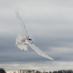 Honorable Mention Nature - Flight of the Snowy - Melissa Anderson