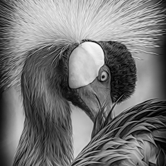 1st Place Black and White - Crowned Crane - Marianne Diericks