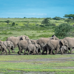 Honorable Mention Travel - Tanzanian Elephants on the Move - Diane Herman