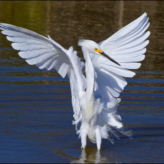 Nature - Great Egret - Don Specht