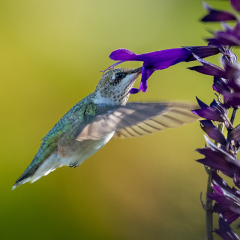 Nature - Hummingbird Nectaring - Diane Herman