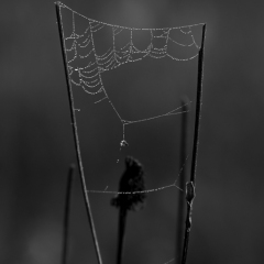Pictorial - Unfinished Web - Ginny Gaynor.jpg