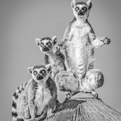 1st Place Black and White - Warchful Lemurs - Marianne Diericks