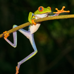 Assignment - Red-eyed Tree Frog - Marianne Diericks