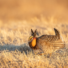 Nature - Strutting Prairie Chicken - Betty Bryan