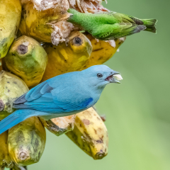 Nature - Tanagers Love Plantain - Marianne Diericks