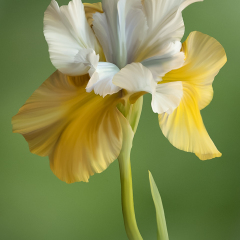 Pictorial - Siberian Iris - Betty Bryan