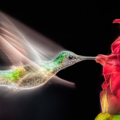 1st Place Altered Reality - Hummingbird in Motion - Marianne Diericks