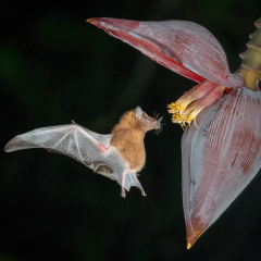 1st Place Nature - Nectar Bat - Marianne Diericks