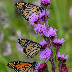 Honorable Mention Nature - Monarchs on Liatris - David Heemsbergen