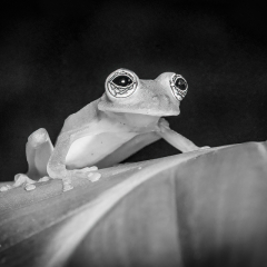 Merit Black and White - Rainforest Frog - Marianne Diericks
