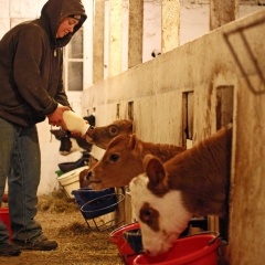 2.Feeding Calves