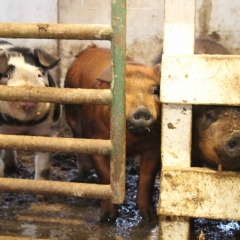 7. Pigs