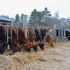 8. Heifers