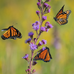 Honorable Mention Pictorial - Migrating Monarchs - Marianne Diericks