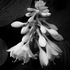 02 Hosta sieboldiana