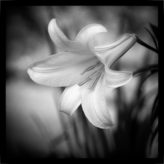 04 Trumpet Lily
