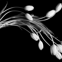 05 Tulip Dance