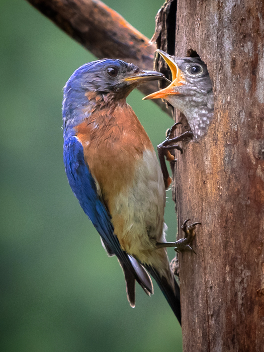 Nature - Bluebird Feeding Nestling - Don Specht - Western Wisconsin