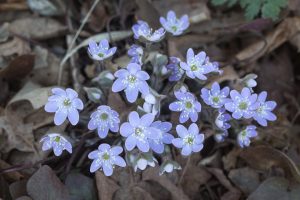 Spring is Here!
