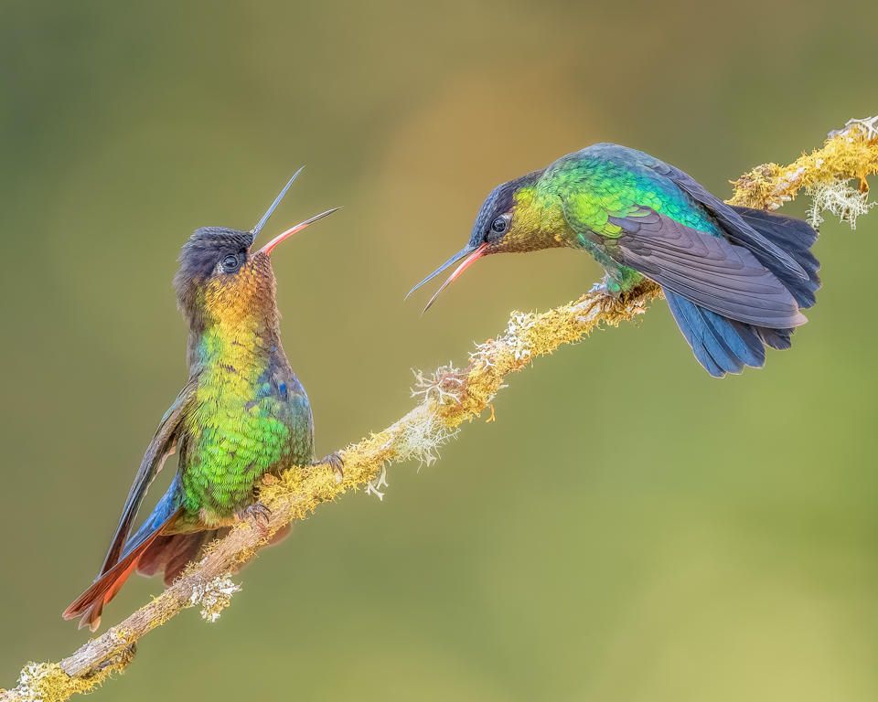 2nd Place Realistic - Hummingbird Challenge by Marianne Diericks