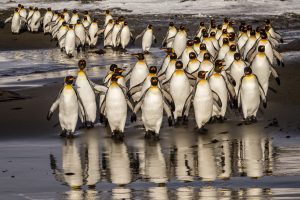 Wednesday, March 6, 6:30 pm: Marianne Cyr “Travel to Antarctica-Birds in the Arctic” Zoom Only